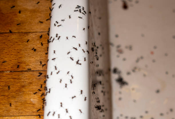 Best Pest Removal Services  in Worthington, KY