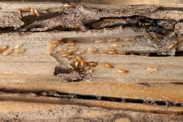 Best Pest Control Treatment  in Worthington, KY