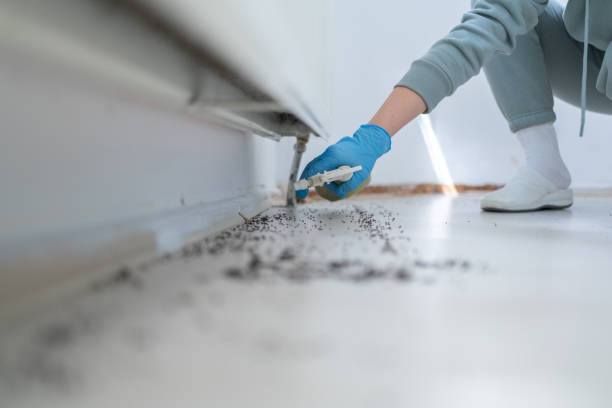 Best Flea Control Services  in Worthington, KY